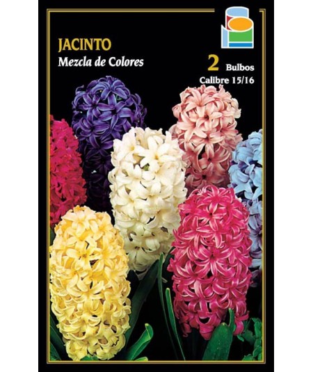 JACINTO MEZCLA DE COLORES