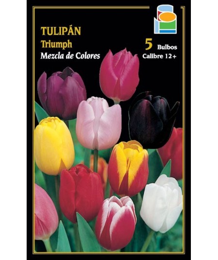 BULBO TULIPAN TRIUMPH