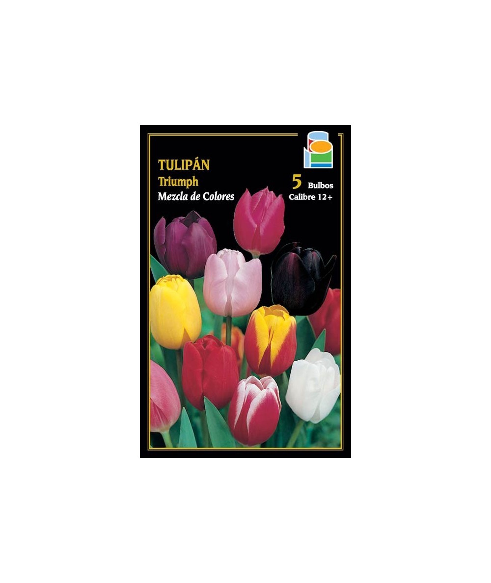 BULBO TULIPAN TRIUMPH