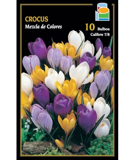 BULBO CROCUS