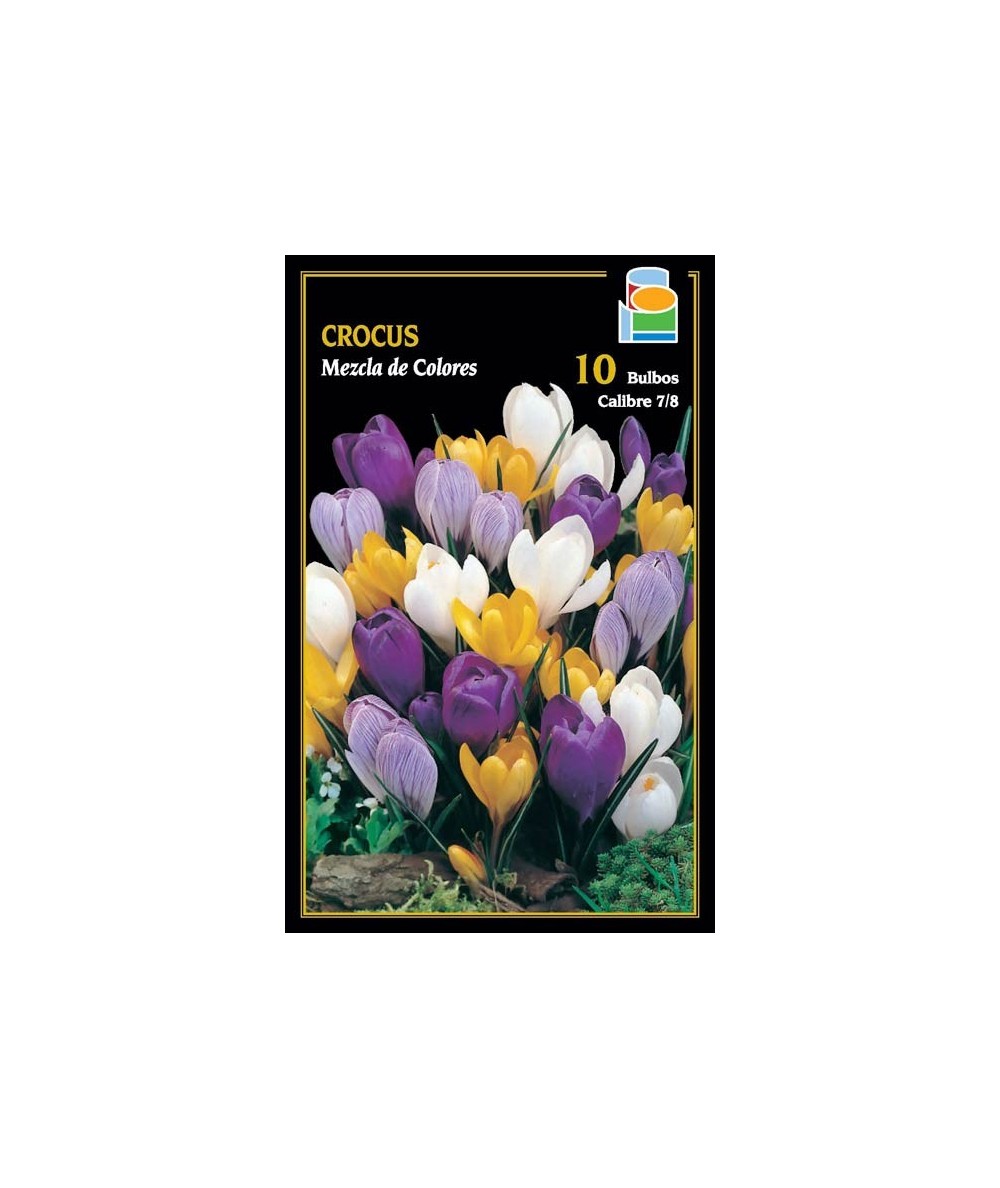 BULBO CROCUS