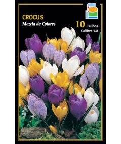 BULBO CROCUS