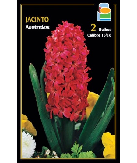 JACINTO AMSTERDAM (ROJO)