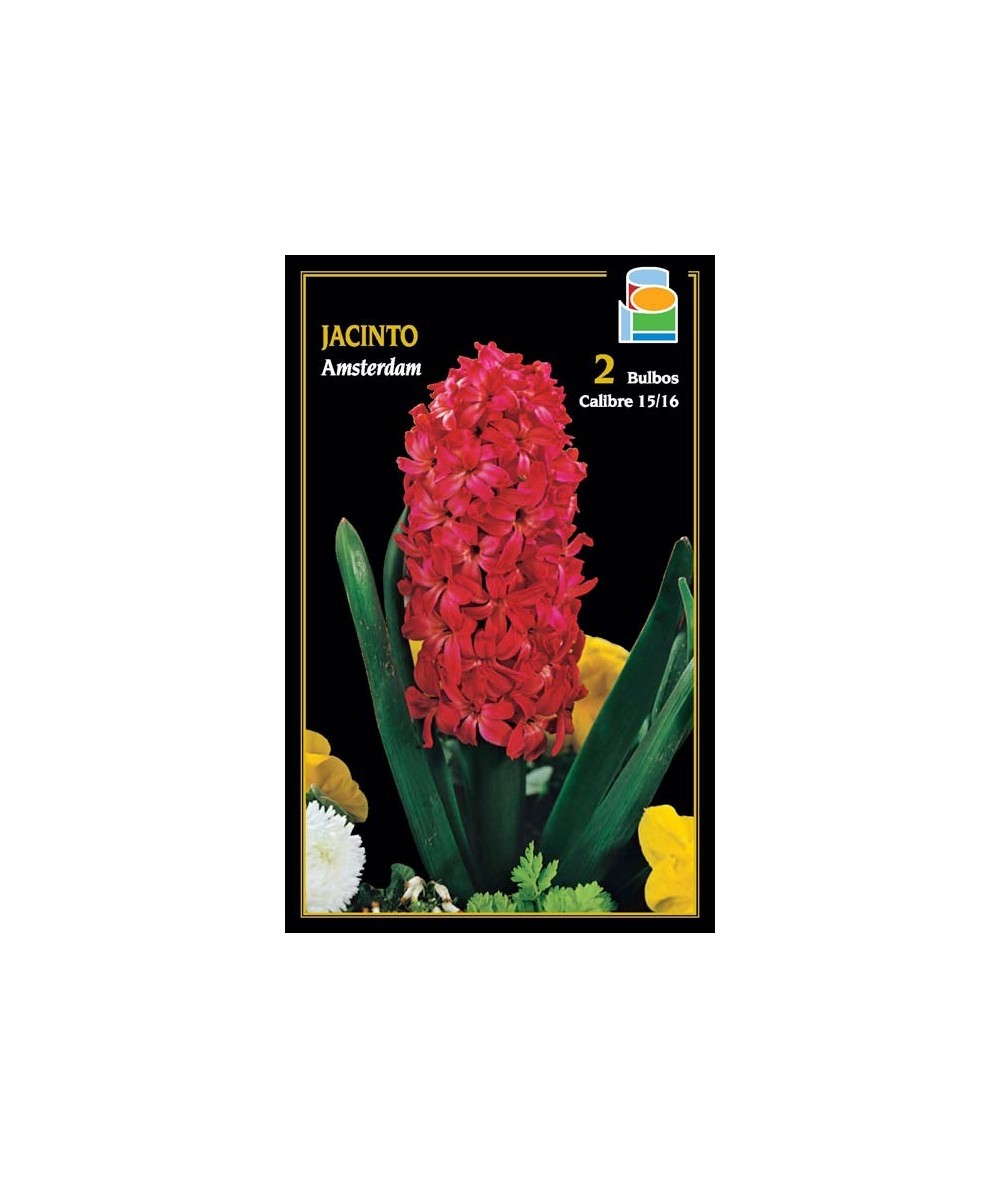 JACINTO AMSTERDAM (ROJO)