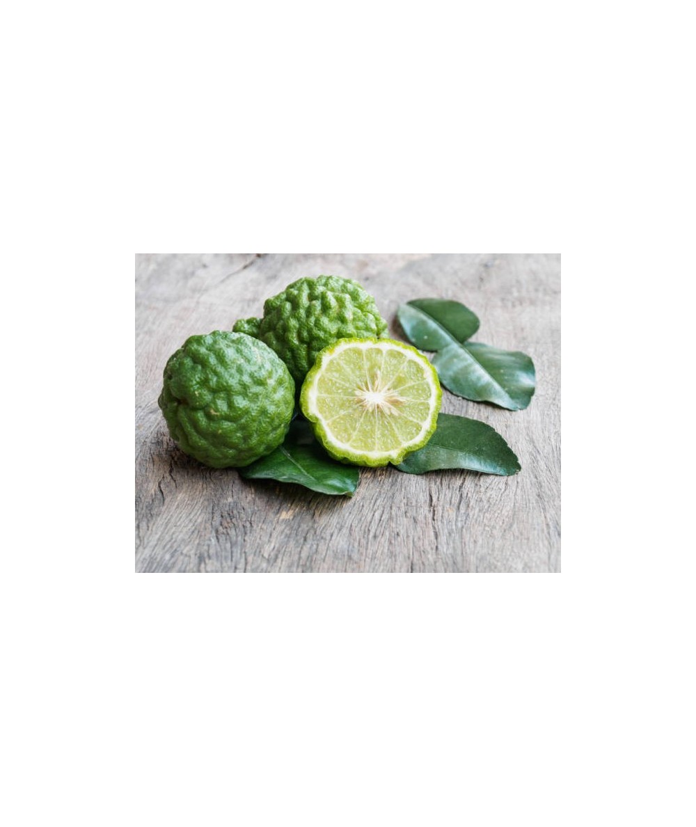 ARBOL DE LIMA KAFFIR