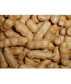  CACAHUETE CASCARA, 1.5 KG