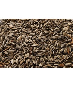 PIPAS DE GIRASOL EXTRA GRUESAS, S/23 KG