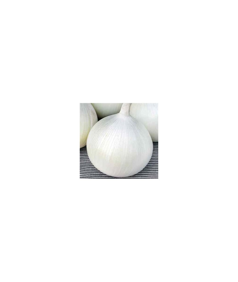 CEBOLLA BLANCA SNOWBALL 14-21, 500 GR