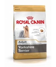 YORKSHIRE TERRIER ADULT