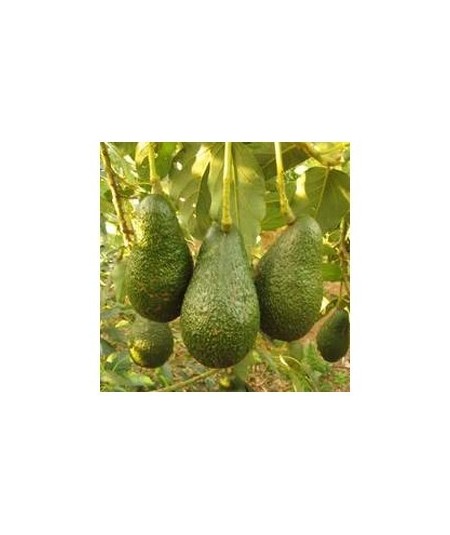 AGUACATE