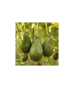 AGUACATE