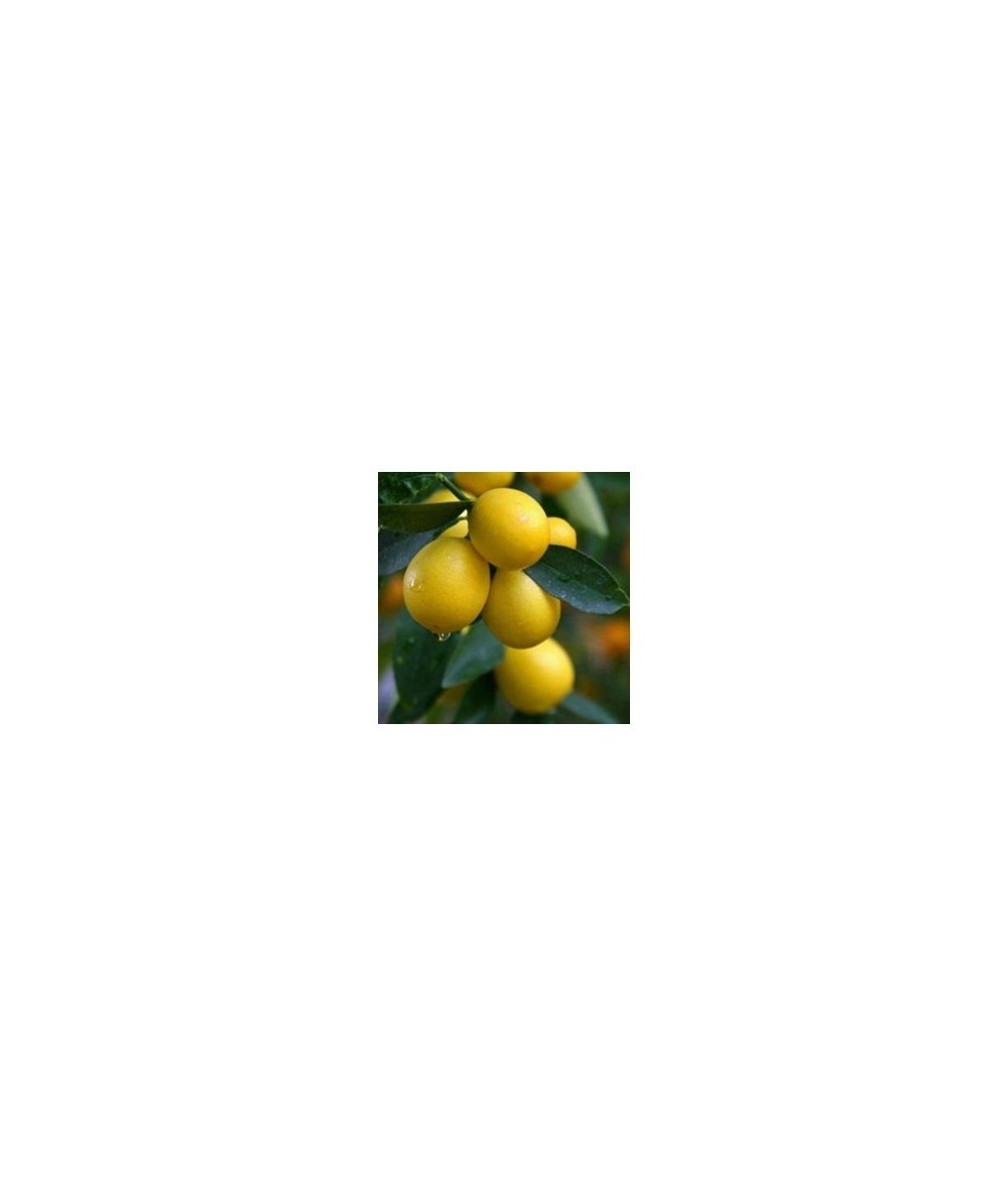 Limequat