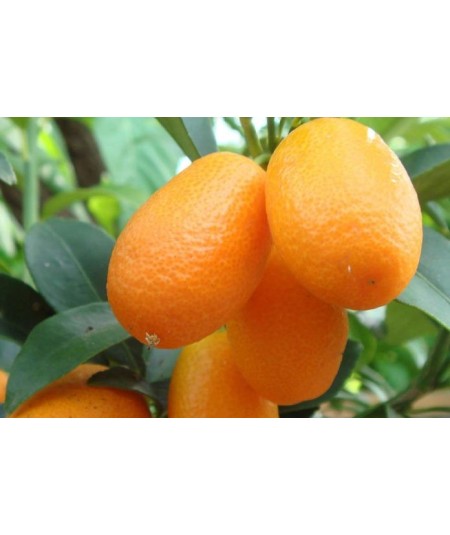 Kumquat