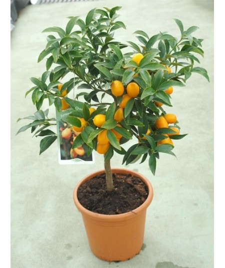 Kumquat