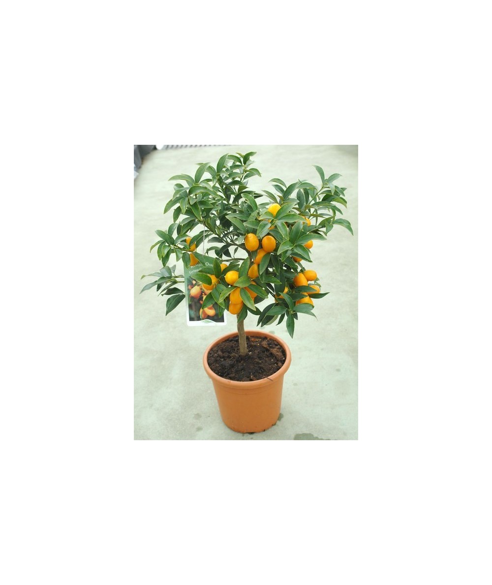 Kumquat