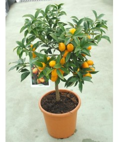 Kumquat