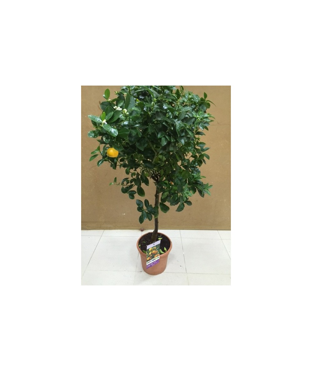 CALAMONDIN