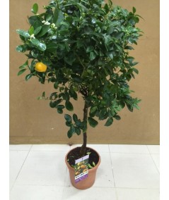 CALAMONDIN