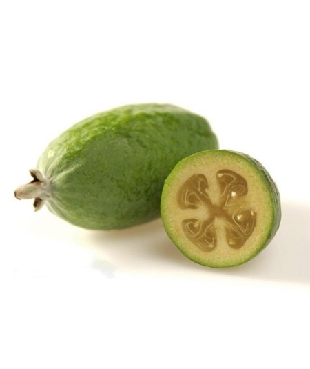 Feijoa