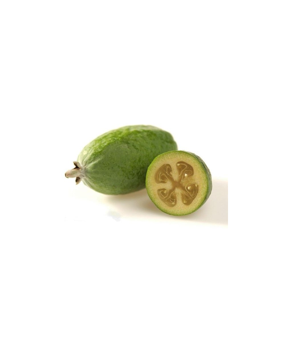 Feijoa