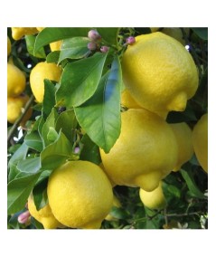 Limonero variedad Eureka