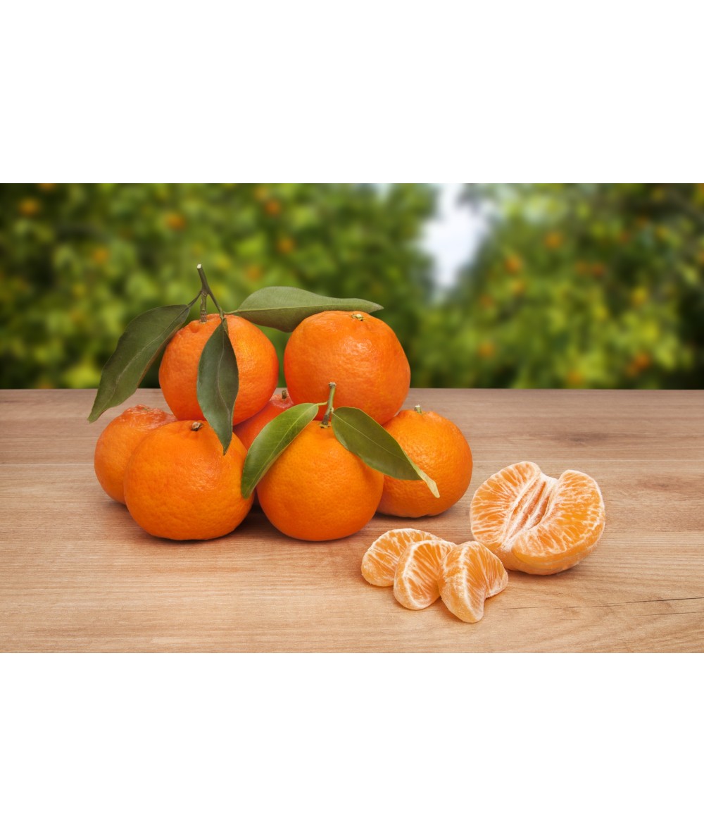 MANDARINA CLEMENTINA