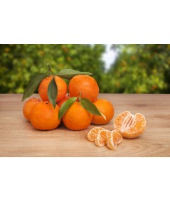 MANDARINA CLEMENTINA