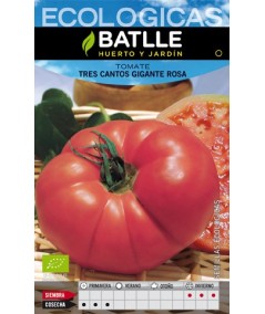 Tomate Tres Cantos gigante rosa